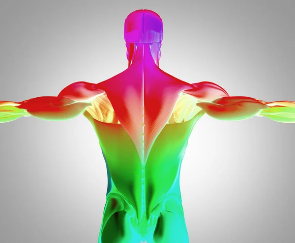 Male torso back muscles — Stock Photo, Image