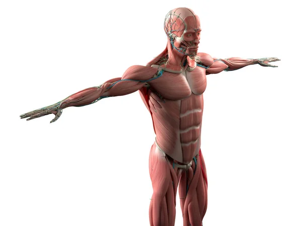 Insan anatomisi modeli — Stok fotoğraf