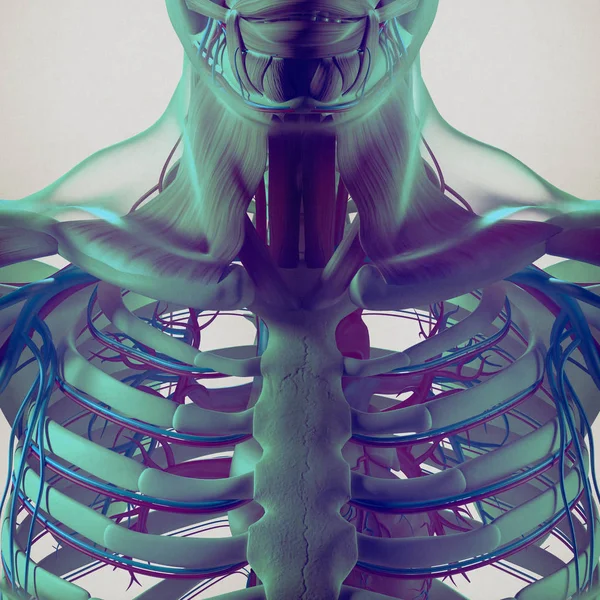 Modello anatomico di gabbia toracica umana — Foto Stock