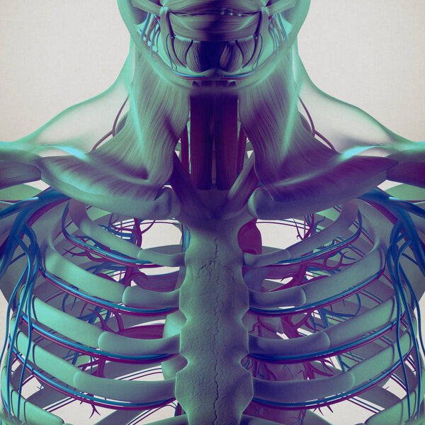 Модель грудной клетки человека
