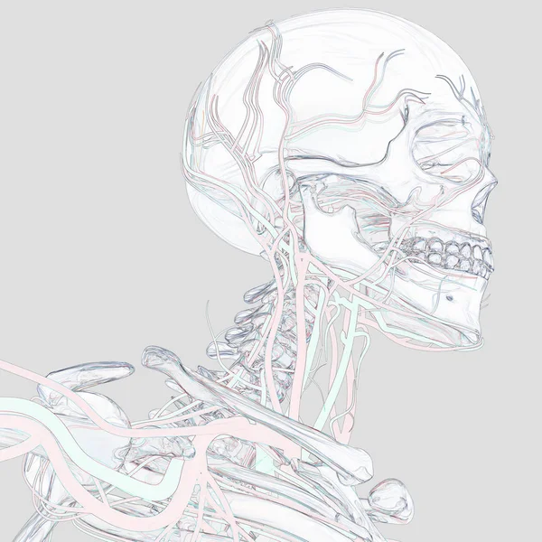 人体骨骼解剖学模型 — 图库照片