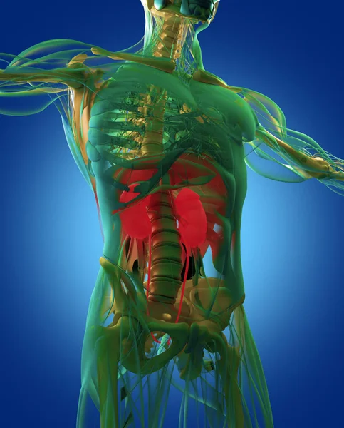 Modelo de anatomía de riñones humanos — Foto de Stock