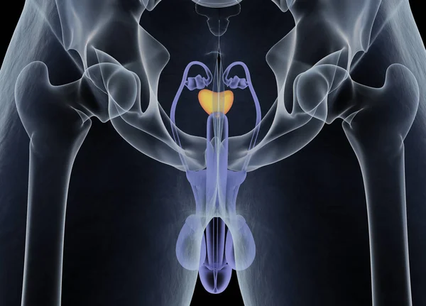 Gruczołu krokowego Anatomia modelu — Zdjęcie stockowe