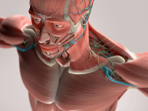 Male head anatomy model — Stock Photo, Image