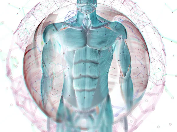 Artırılmış gerçeklik. İnsan anatomisi — Stok fotoğraf