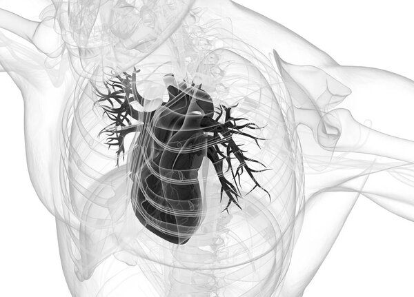 Human heart anatomy model