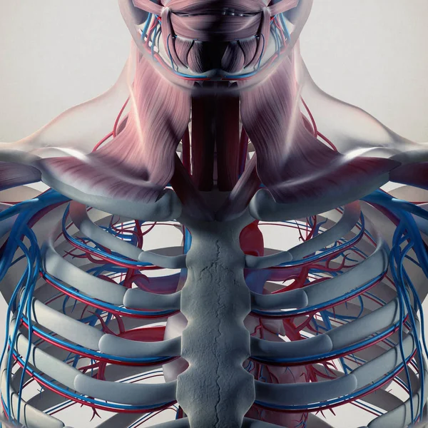Modelo de anatomia da caixa torácica humana — Fotografia de Stock
