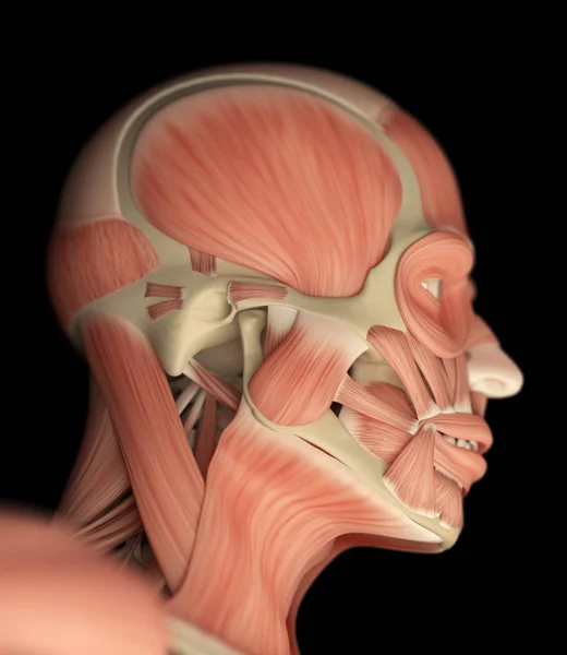 Male head anatomy model — Stock Photo, Image