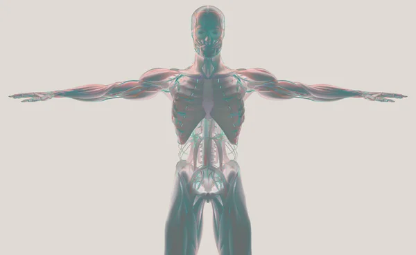 Модель анатомии человека — стоковое фото