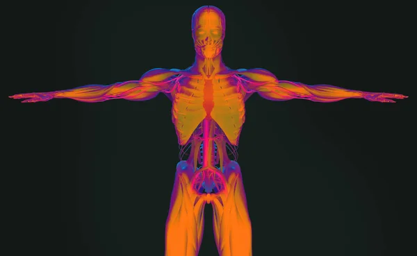 Insan anatomisi modeli — Stok fotoğraf