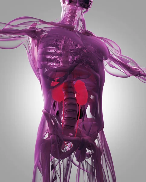 Model anatomi ginjal manusia — Stok Foto