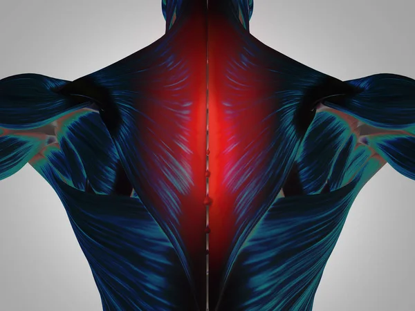 Мышцы спины мужского туловища — стоковое фото