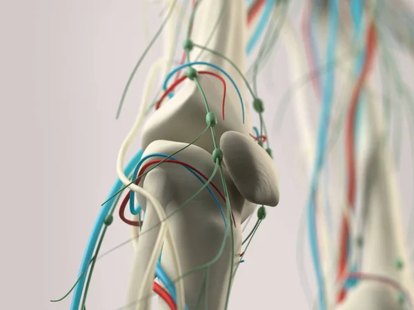 Mänskliga knäet anatomi modell — Stockfoto