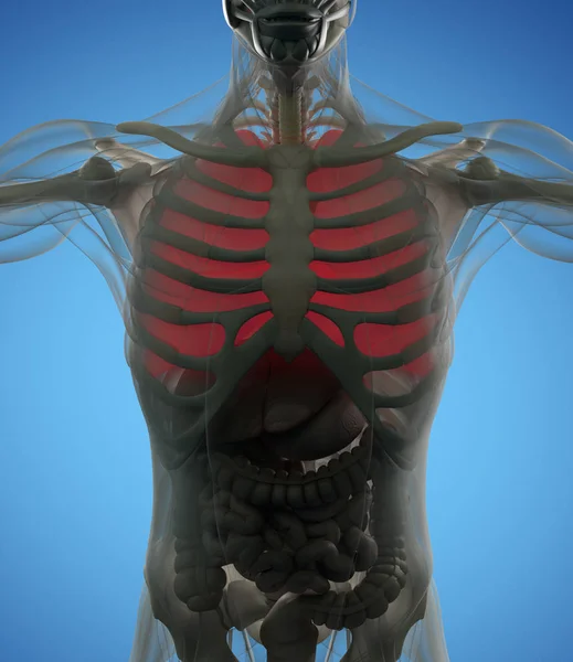 Modelo de anatomía de pulmones humanos — Foto de Stock