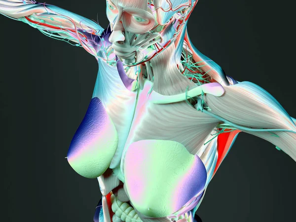 Női test anatómia — Stock Fotó
