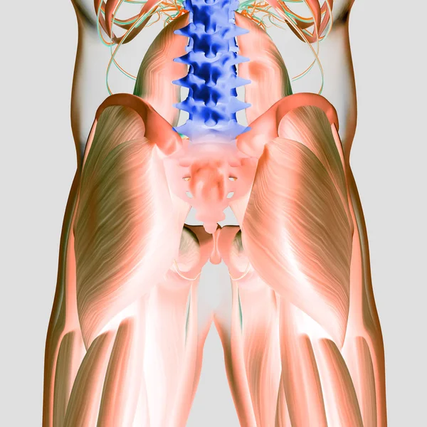 Modello anatomico della colonna vertebrale e del bacino umano — Foto Stock