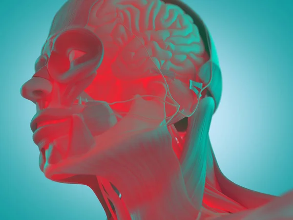 Model anatomi kepala manusia — Stok Foto