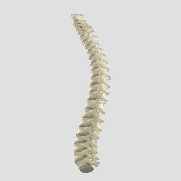 Modelo da coluna vertebral humana — Fotografia de Stock