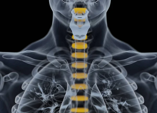 Human spine discs anatomy model — Stock Photo, Image