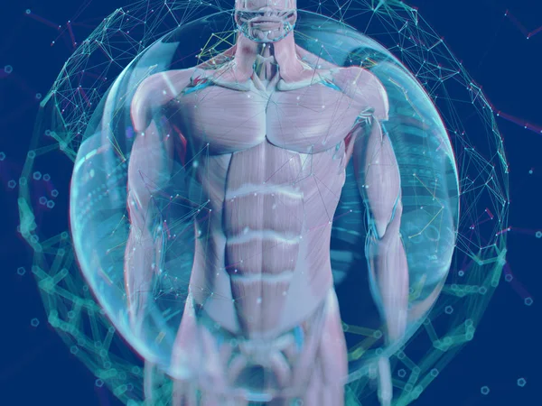 增强的现实技术。人体解剖学 — 图库照片