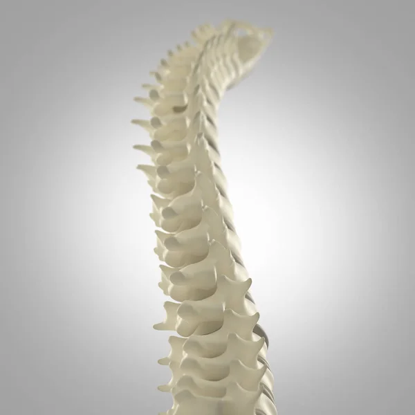 Modelo da coluna vertebral humana — Fotografia de Stock