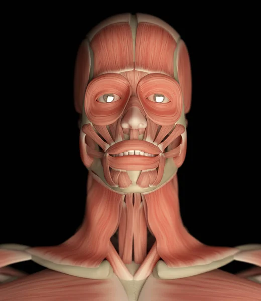 İnsan yüzü anatomisi modeli — Stok fotoğraf