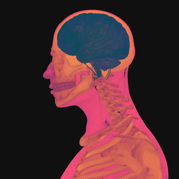 Anatomi manusia, otak — Stok Foto