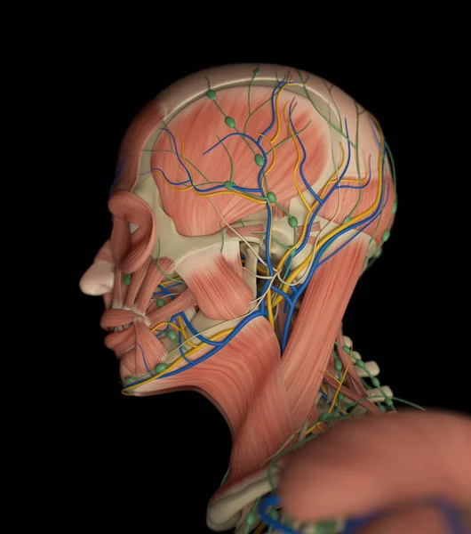 Ανδρική ανατομία κεφάλι μοντέλο — Φωτογραφία Αρχείου