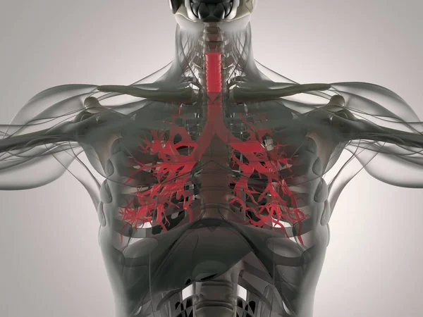 人体支气管解剖模型 — 图库照片