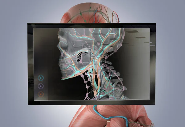 human anatomy model