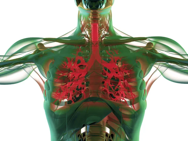 Modelo de anatomia do brônquio humano — Fotografia de Stock