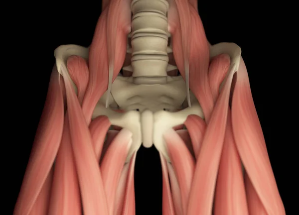 Sistema muscular das pernas superiores humanas — Fotografia de Stock