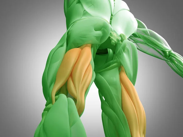 Modelo de anatomía de grupo muscular isquiotibial — Foto de Stock