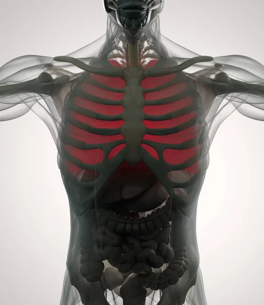 Human lungs anatomy model — Stock Photo, Image