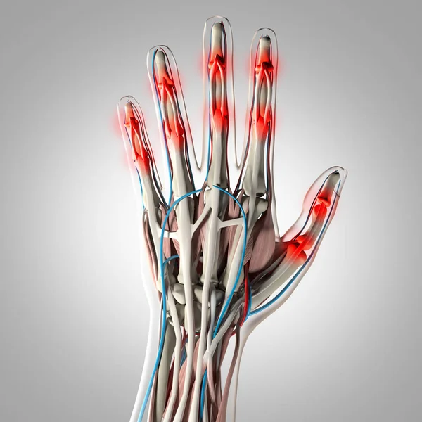 Ludzka ręka Anatomia modelu — Zdjęcie stockowe