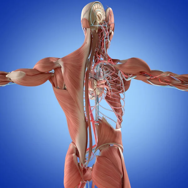 Modelo de anatomía muscular y vascular — Foto de Stock