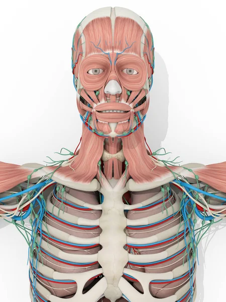 Anatomia humana sistema muscular médico — Fotografia de Stock