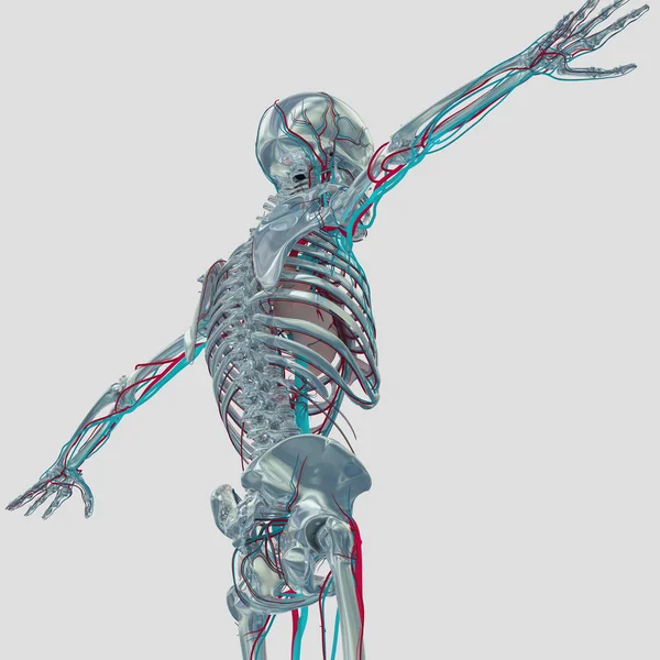 Modelo de anatomía esqueleto humano — Foto de Stock