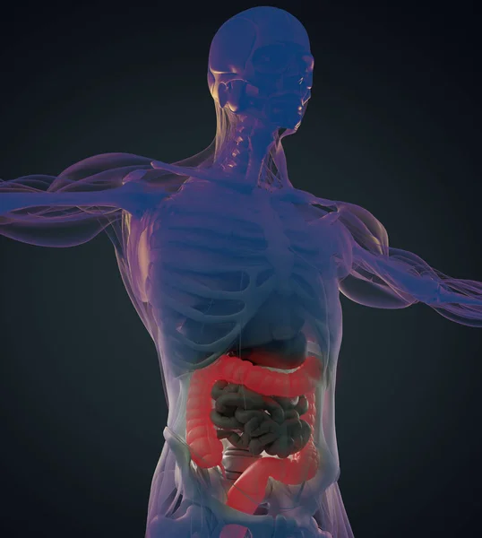 Modelo de anatomía del colon humano — Foto de Stock