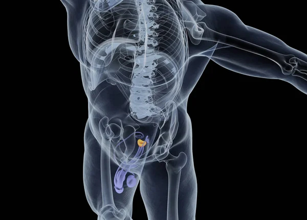 Prostate gland anatomy model — Stock Photo, Image