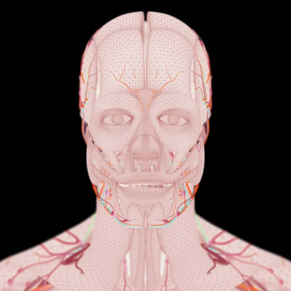 Model męskiej anatomii — Zdjęcie stockowe