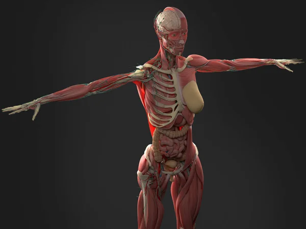 女性尸体解剖 — 图库照片