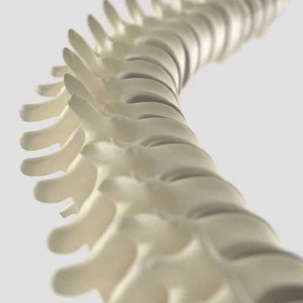 Modelo de columna vertebral humana — Foto de Stock