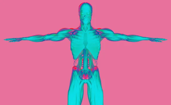 Modelo de anatomia humana — Fotografia de Stock