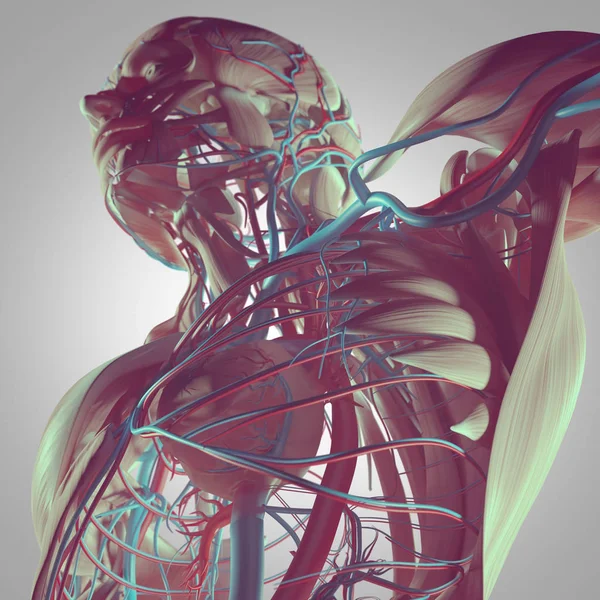 Human torso anatomy — Stock Photo, Image