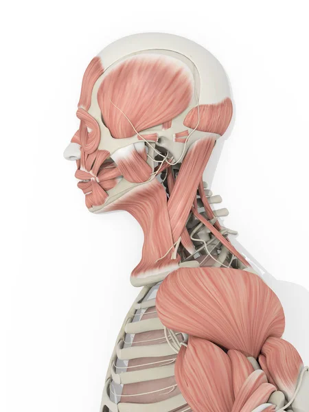 Модель анатомии головы мужчины — стоковое фото