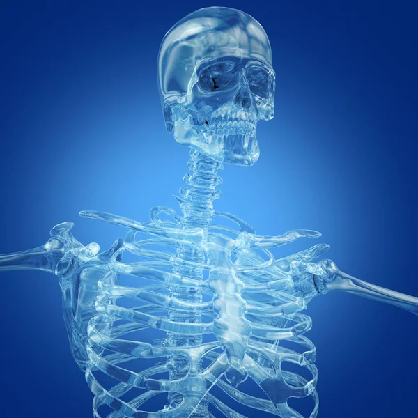 Анатомічна модель людського скелета — стокове фото