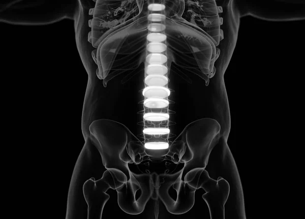 Modelo de anatomia dos discos da coluna vertebral humana — Fotografia de Stock