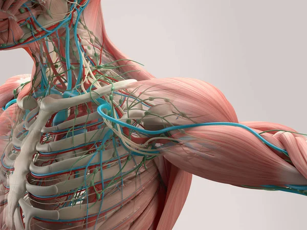 Anatomía del hombro humano — Foto de Stock