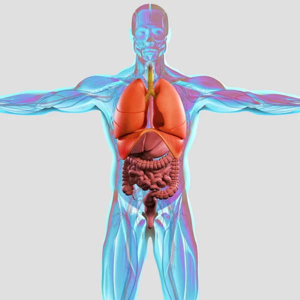 Anatomia człowieka modelu — Zdjęcie stockowe